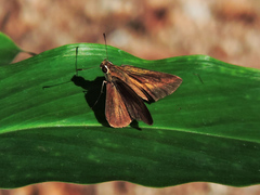 Synapte pecta