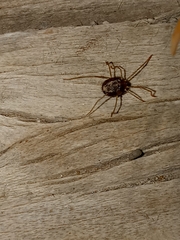 Erythraeoidea