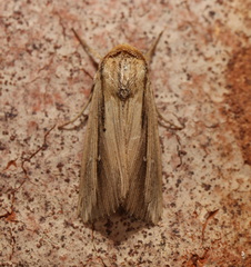 Leucania stenographa