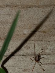Erythraeoidea