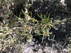 Acacia spinescens