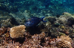 Acanthurus sohal