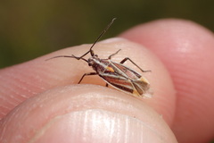 Horistus orientalis