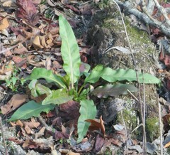 Rumex verticillatus