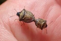 Eysarcoris aeneus