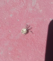 Metepeira labyrinthea