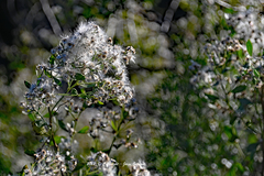 Baccharis halimifolia