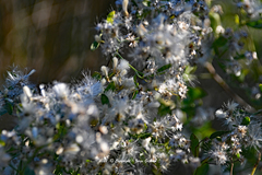 Baccharis halimifolia