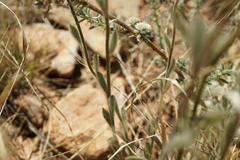 Ptilotus helipteroides