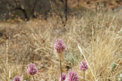 Ptilotus helipteroides