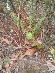 Persoonia hirsuta evoluta