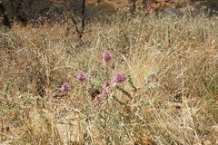 Ptilotus helipteroides