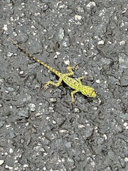 Anolis evermanni