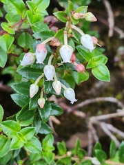 Vaccinium floribundum