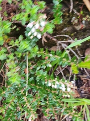 Vaccinium floribundum