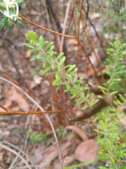 Persoonia hirsuta evoluta