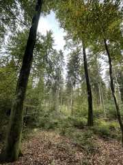 Abies alba