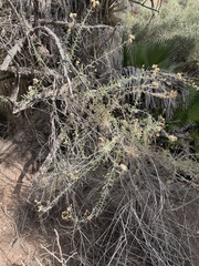 Rhamnaceae