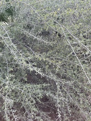 Rhamnaceae