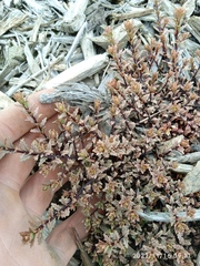 Epilobium melanocaulon