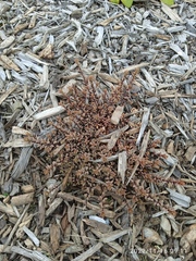 Epilobium melanocaulon