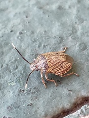 Antiteuchus sepulcralis