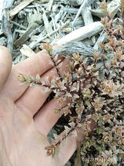 Epilobium melanocaulon
