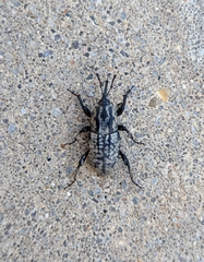 Sphenophorus cariosus