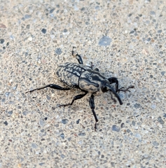 Sphenophorus cariosus