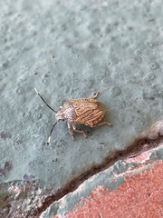 Antiteuchus sepulcralis