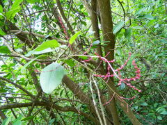 Charpentiera obovata