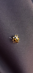 Coccinula quatuordecimpustulata