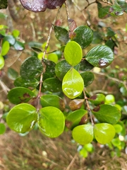 Eugenia buxifolia