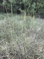 Bothriochloa ischaemum