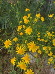 Senecio brasiliensis