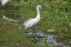 Egretta thula