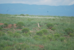 Cynomys gunnisoni