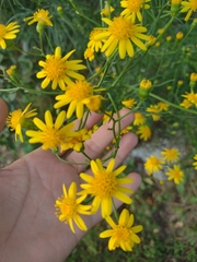 Senecio brasiliensis