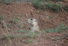 Cynomys gunnisoni