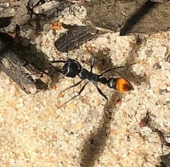 Myrmecia mandibularis