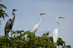 Ardea alba