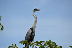 Ardea cocoi