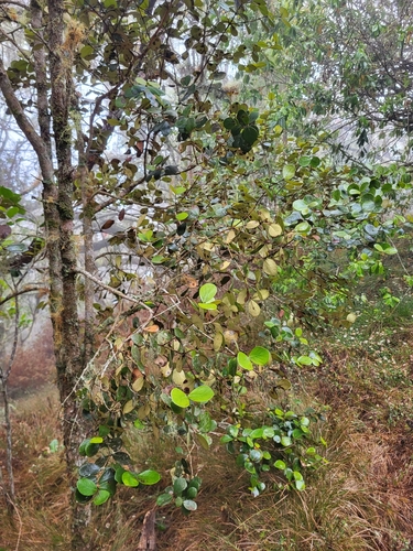 Eugenia buxifolia, photograph 3