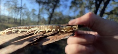 Scolopendra viridis