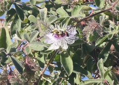 Passiflora pentaschista