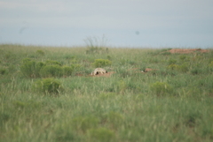 Cynomys gunnisoni