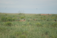 Cynomys gunnisoni