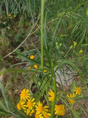 Senecio brasiliensis