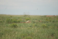 Cynomys gunnisoni