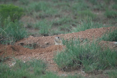 Cynomys gunnisoni